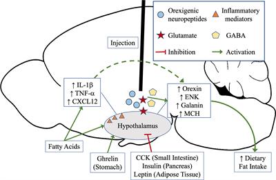 Behavioral Feeding Circuit: Dietary Fat-Induced Effects of Inflammatory Mediators in the Hypothalamus